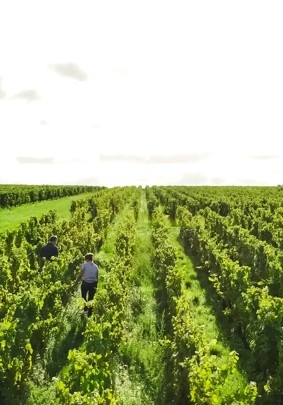 export vigne france