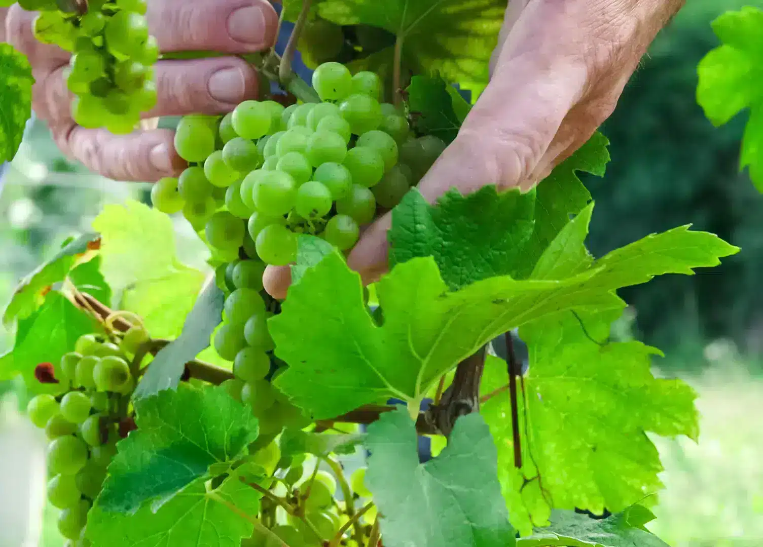 vins france export