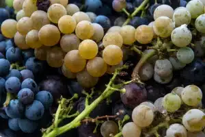 Grape varieties of wines in France: A comprehensive guide to understanding great French wines
