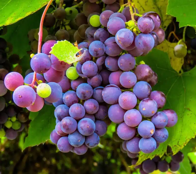 commerce du vin en bourgogne