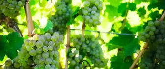 Vins de cépage