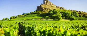 Vins du Mâconnais